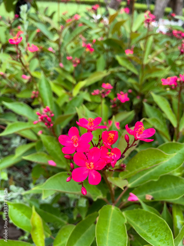 Jatropha integerrima, commonly known as peregrina or spicy jatropha flowers planted in the garden. Pink flowers bloom all year round.