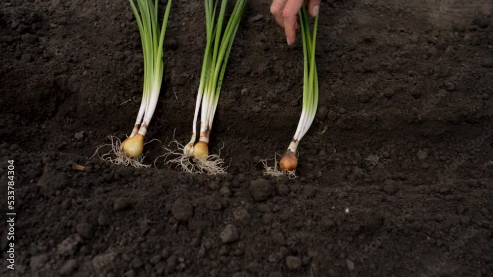Autumn garden work, planting daffodil bulbs in the ground. A woman's hand plants daffodil bulbs