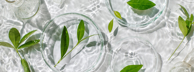 Banner Laboratory glassware, Petri dishes floating on surface of the water on white background. Natural medicine, cosmetic research, bio science, organic skin care products. Top view, flat lay