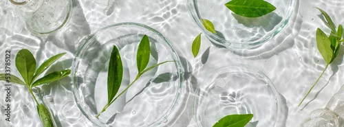 Obraz Banner Laboratory glassware, Petri dishes floating on surface of the water on white background. Natural medicine, cosmetic research, bio science, organic skin care products. Top view, flat lay