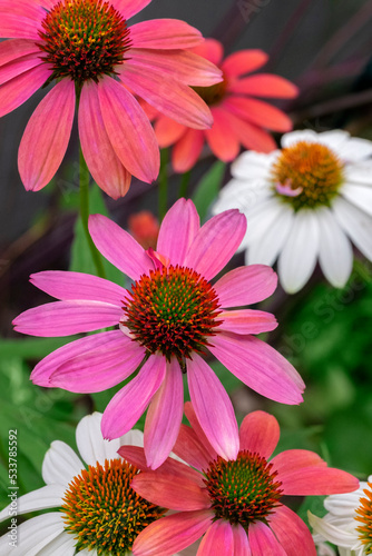 Coneflower  Echinacea purpurea