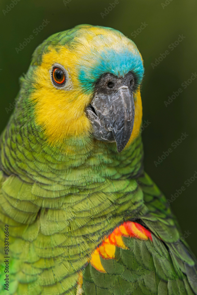 Blue fronted Amazon parrot, native to South America