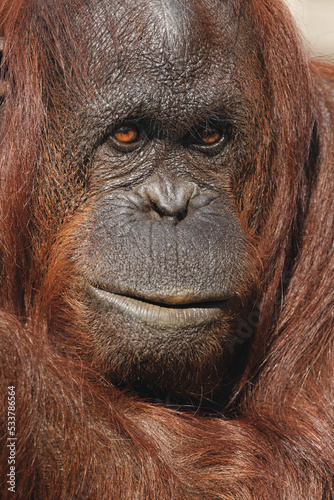 Orangutan, Pongo, native to Borneo and Sumatra © Danita Delimont