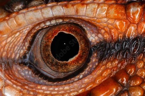 Caiman lizard close-up of eyeball.