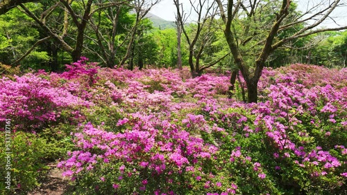Wallpaper Mural 奇麗なミヤマキリシマのツツジが咲く鹿ヶ原の風景 Torontodigital.ca
