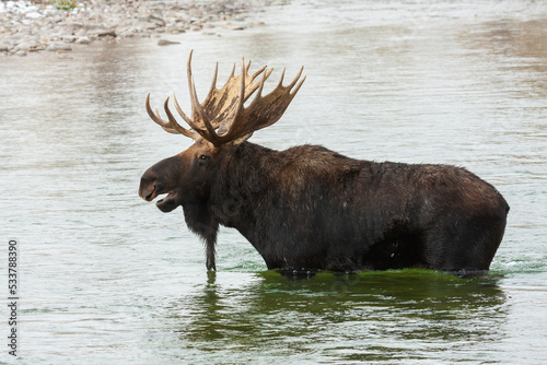 Shiras bull moose Wading across river