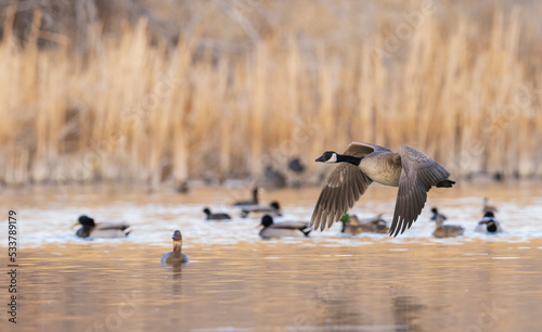 Canada goose taking flight photo