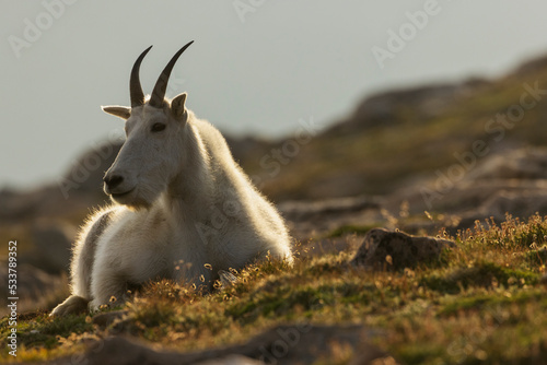 Mountain goat billy