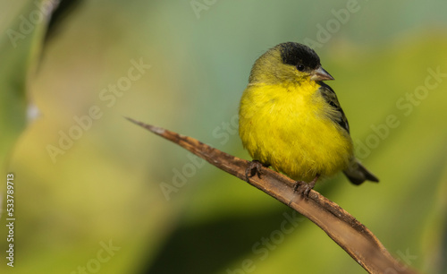 Lesser goldfinch © Danita Delimont