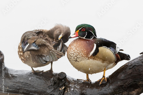 Wood duck male and female in snow on log in wetland, Marion County, Illinois.