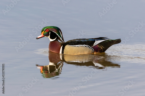Wood duck male in wetland, Marion County, Illinois.