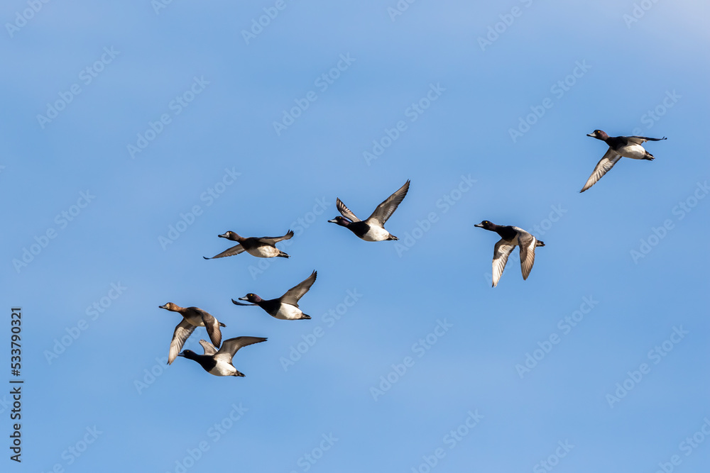 Lesser scaup flying, Clinton County, Illinois.
