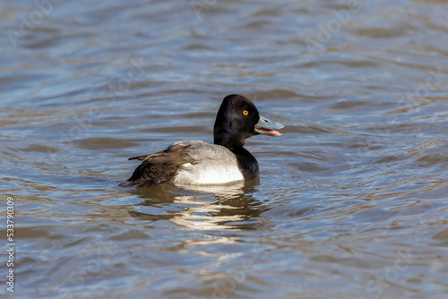 Lesser scaup male, Clinton County, Illinois.