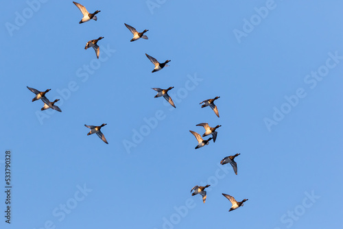 Lesser scaup flying, Clinton County, Illinois. photo
