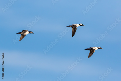 Bufflehead males and female flying, Clinton County, Illinois.