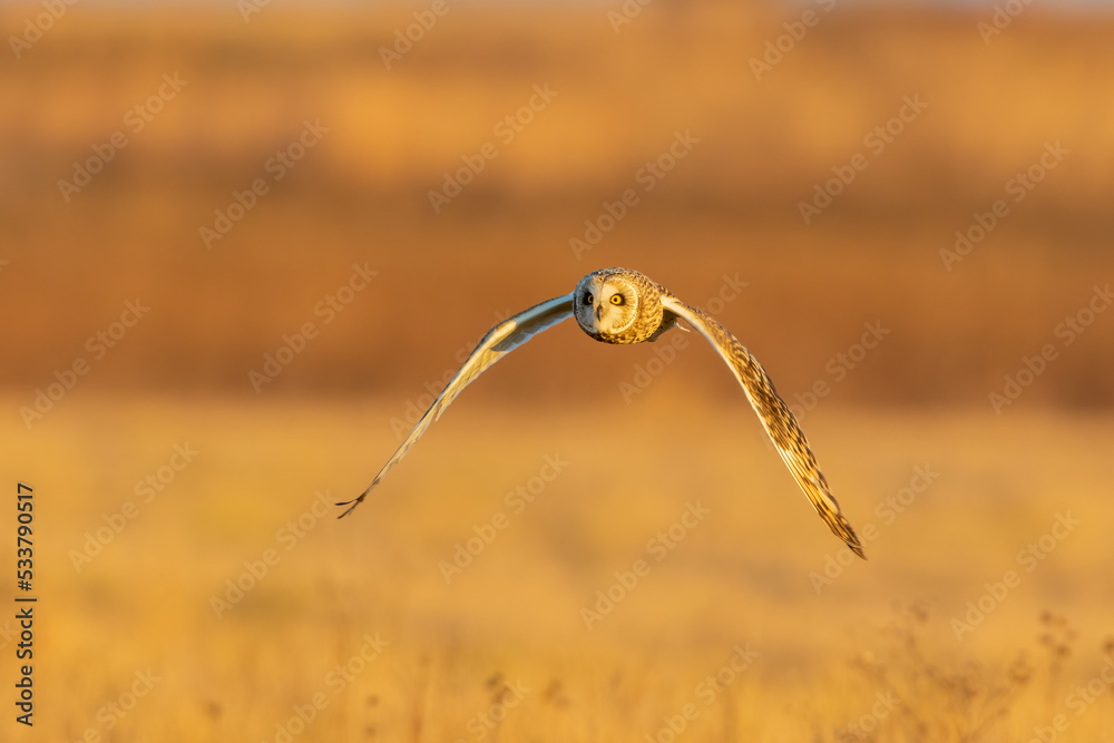 Short-eared owl flying, Prairie Ridge State Natural Area, Marion County, Illinois.