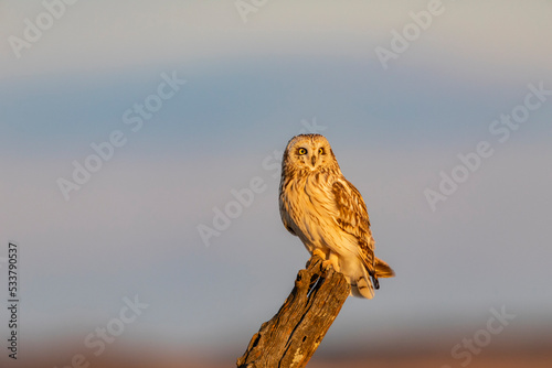 Short-eared owl perched on fence post, Prairie Ridge State Natural Area, Marion County, Illinois.