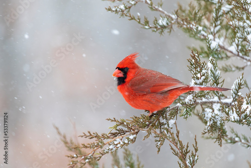 Northern cardinal male in red cedar tree in winter snow, Marion County, Illinois Fototapet