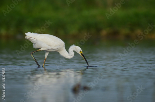Little egret (Egretta garzetta),Birds Foraging In Water