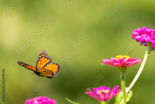 Monarch flying