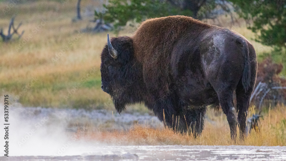Bison / geothermal steam / wildlife / Yellowstone National Park