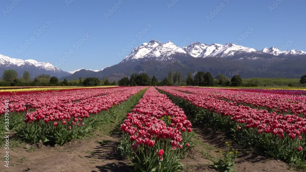 Tulipanes Patagonia, Trevelin Chubut Argentina