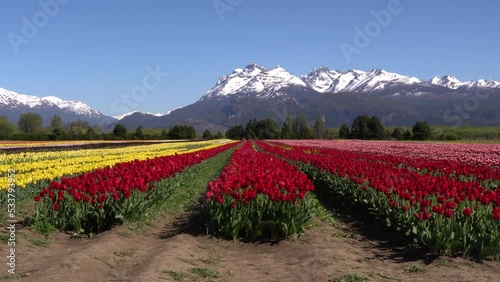 Tulipanes Patagonia, Trevelin Chubut Argentina photo