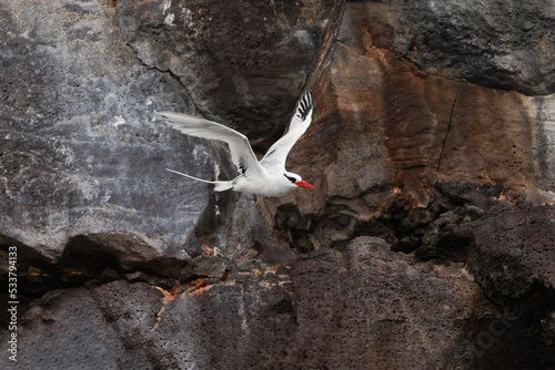 Red-billed tropicbird, Genovesa Island, Ecuador. photo