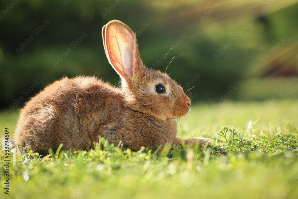 Fototapeta premium Cute fluffy rabbit on green grass outdoors. Space for text