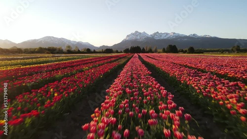 Tulipanes Patagonia Argentina Trevelin Chubut photo