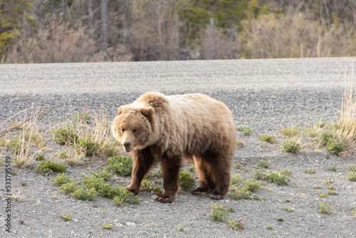Wallpaper Mural brown bear near road Torontodigital.ca
