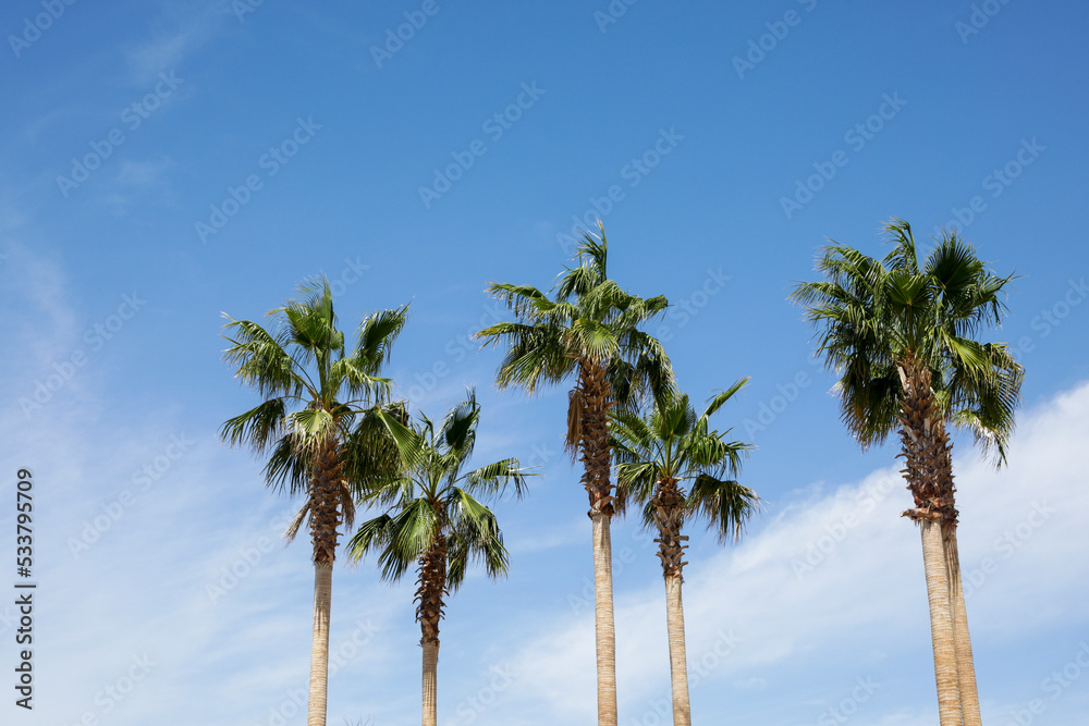 Cabo San Lucas, Mexico. Palm trees.