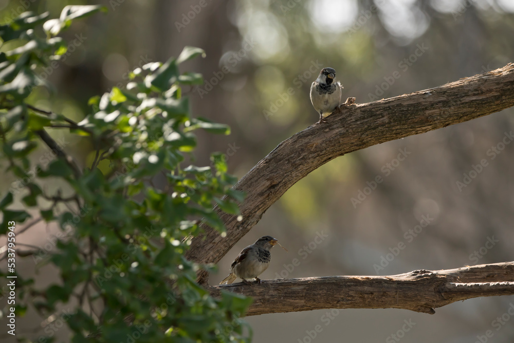 Two male house sparrows perched on separate branches of a lilac tree outdoors on a summer morning in an Iowa backyard. Two male house sparrows perched on separate branches of a lilac tree outdoors on a summer morning in an Iowa backyard.
