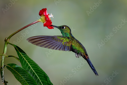 Green Crowned Brilliant hummingbird, Costa Rica © Danita Delimont