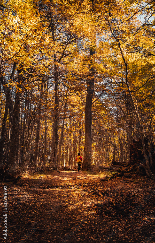 Adventurer backpacking woman trekking througth the forest in autumns