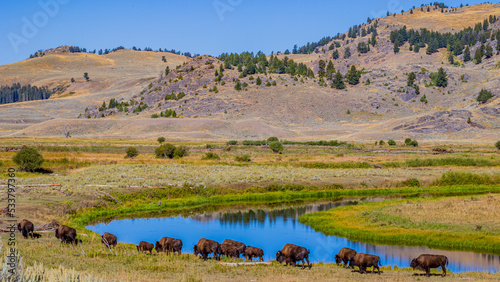 Bison herd and Slough Creek / wildlife / Yellowstone National Park