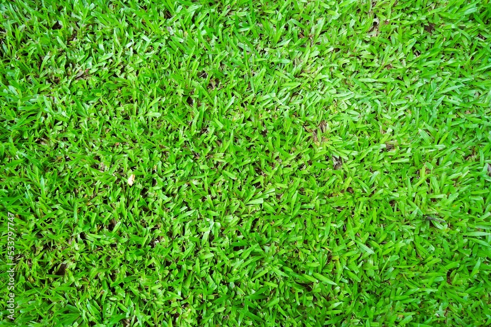 Beautiful green grass in the middle of the park