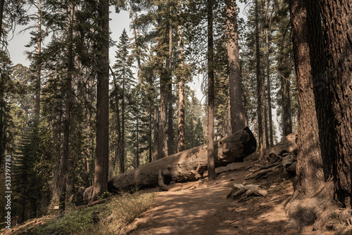 The Fallen Fire Tree Sequoia Trunk