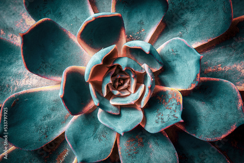 Succulent cactus background. Close up of teal and orange succulent cactus texture wallpaper. Selective focus