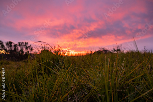 Vibrant Pink Sunset Behind Grasses