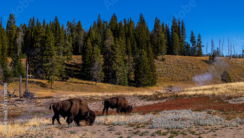 Wild Bison / autumn / Yellowstone National Park © Yuuki Kobayashi