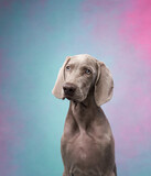 Funny dog on a colored, pink-blue background. Happy Weimaraner puppy 