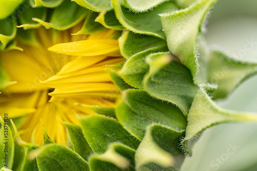 Sunflower close-up