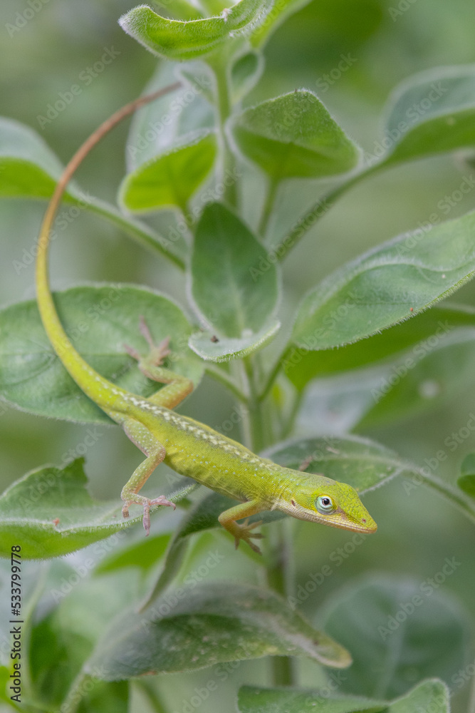 A green anole crawling down the leaves of a plant in the garden.