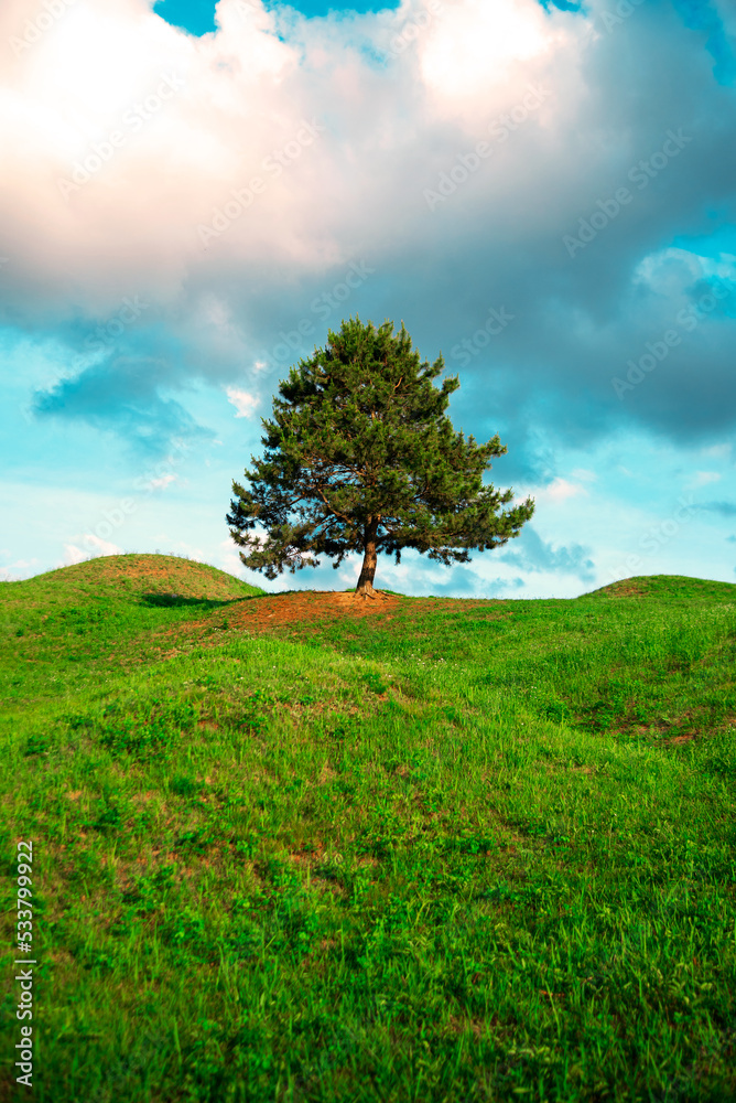 Obraz premium Lone Pine tree at the ancient tombs park
