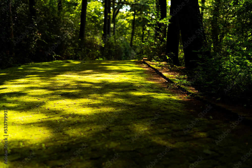 Moss-covered trails and lush park scenery