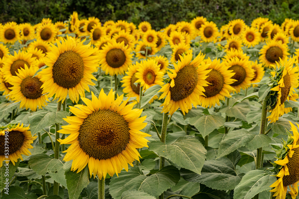 Obraz premium Sunflower field