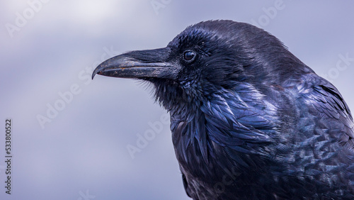 ワタリガラス　raven