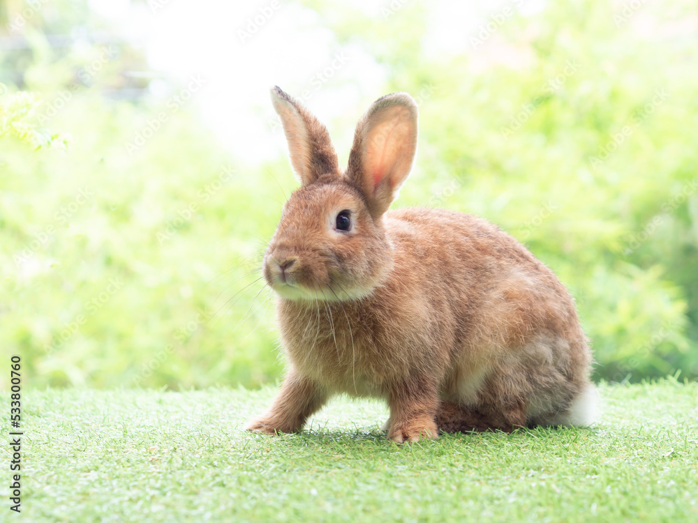 Brown cute rabbit sitting on grass with green nature background. Lovely action of young rabbit. Brown cute rabbit sitting on grass with green nature background. Lovely action of young rabbit.