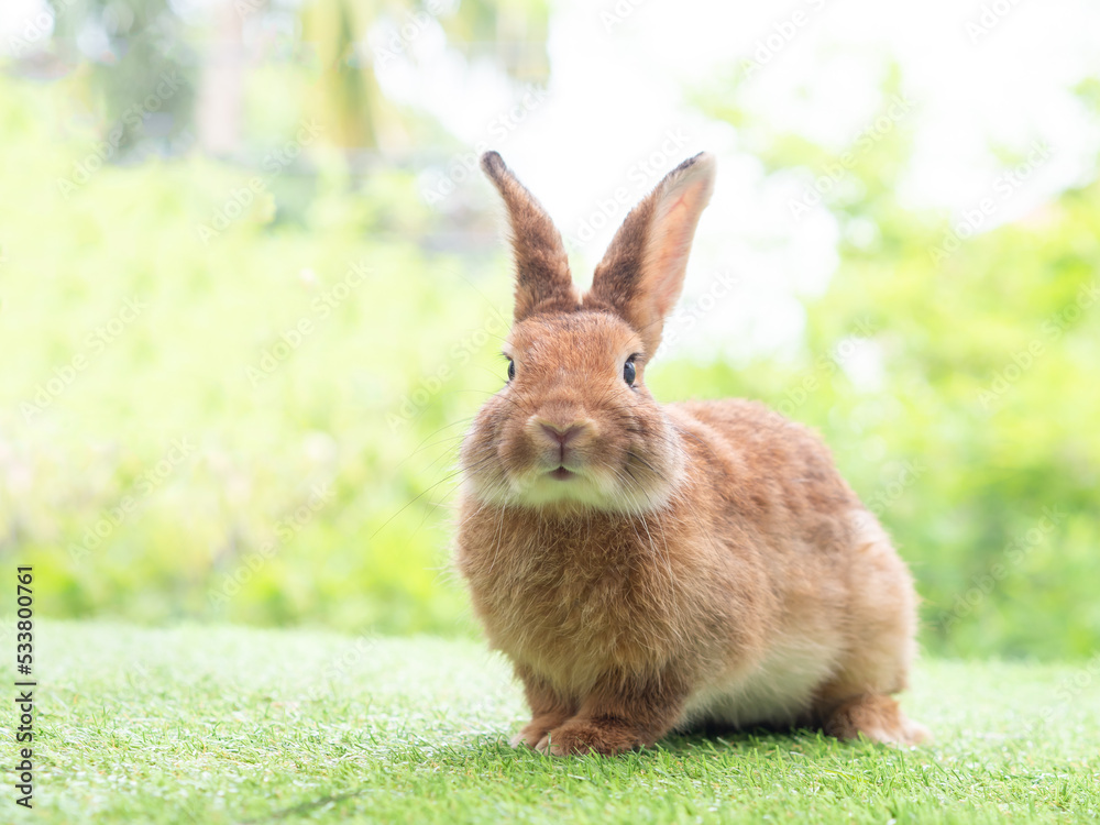 Brown cute rabbit sitting on grass with green nature background. Lovely action of young rabbit. Brown cute rabbit sitting on grass with green nature background. Lovely action of young rabbit.